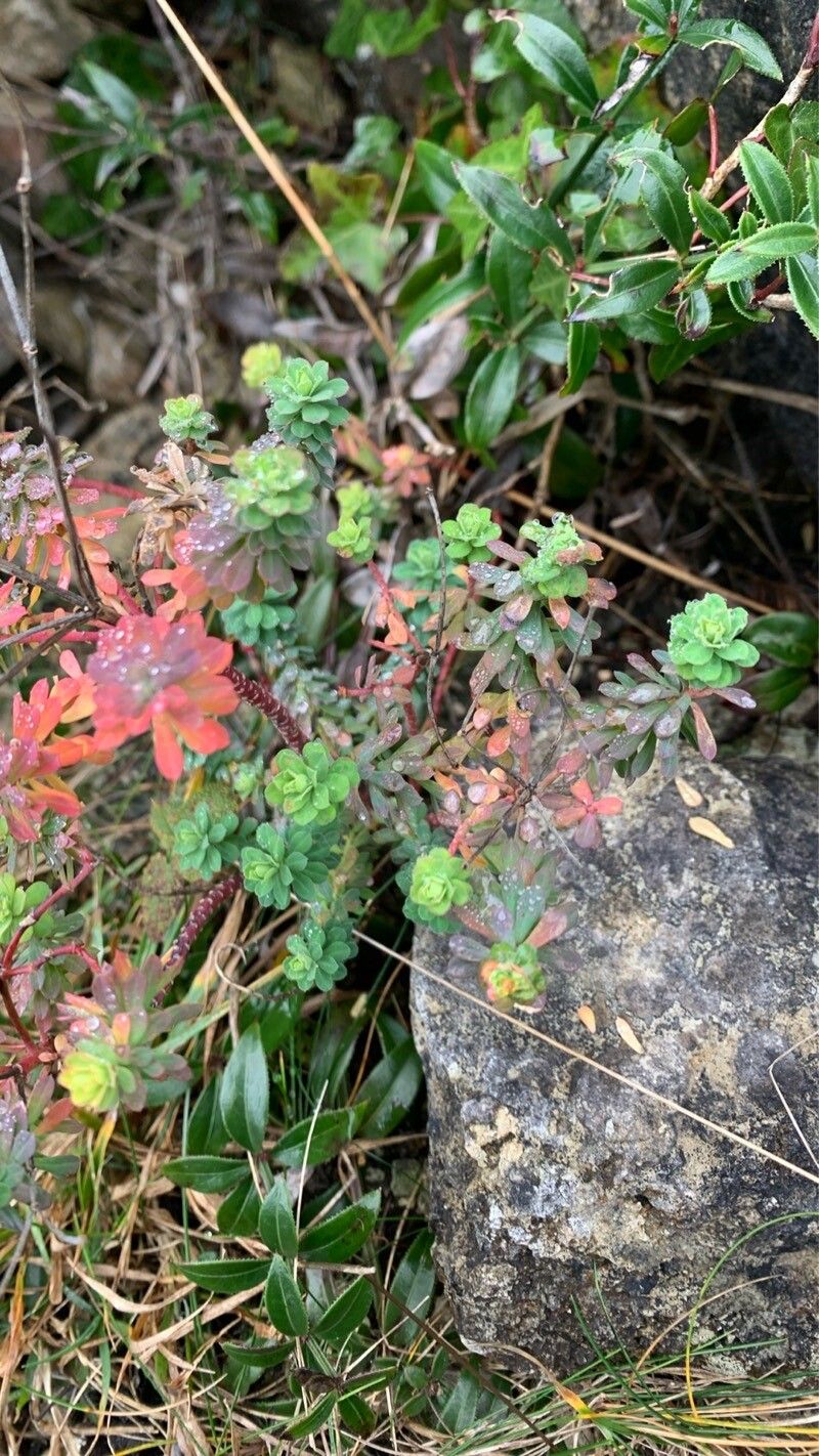 Euphorbia portlandica (Portland Spurge) (alternate view 12)