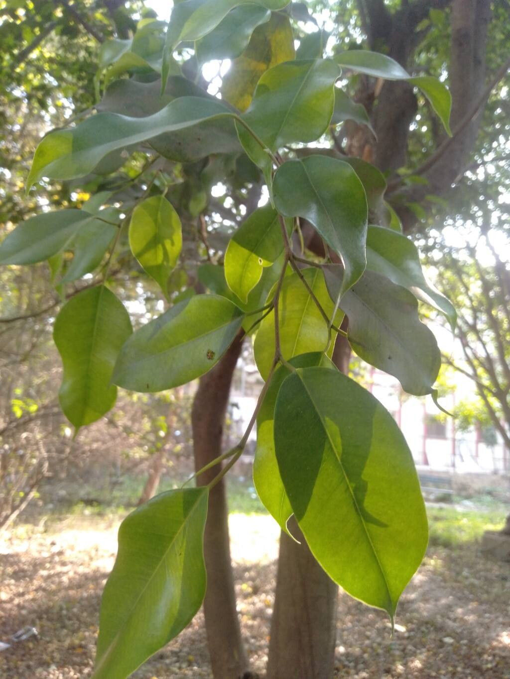 Ficus benjamina (Ficus Benjamina) (alternate view 3)