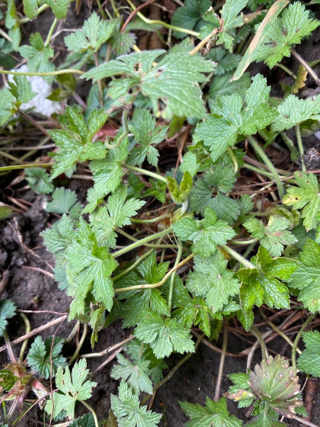 Geranium endressii (French Crane's-bill) (alternate view 14)
