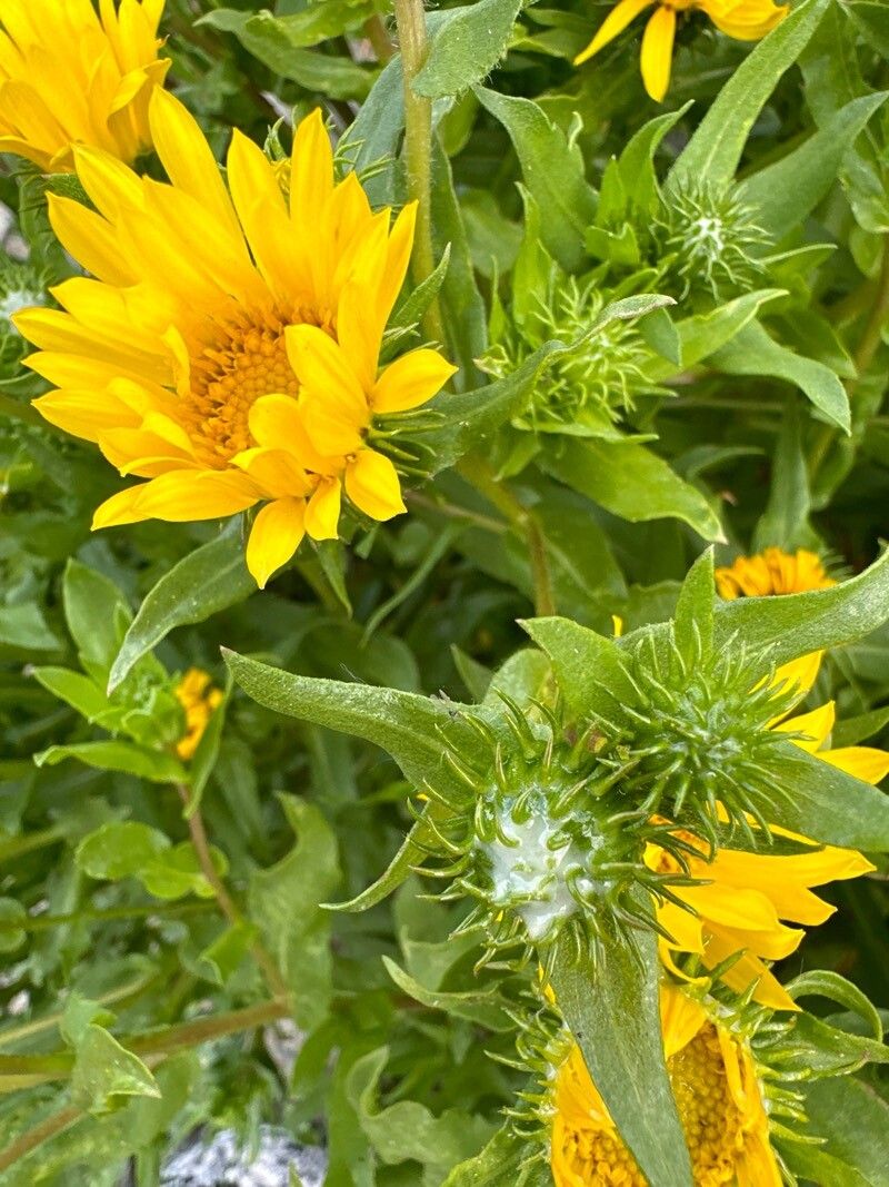 Grindelia integrifolia (Puget Sound Gumweed) (alternate view 2)
