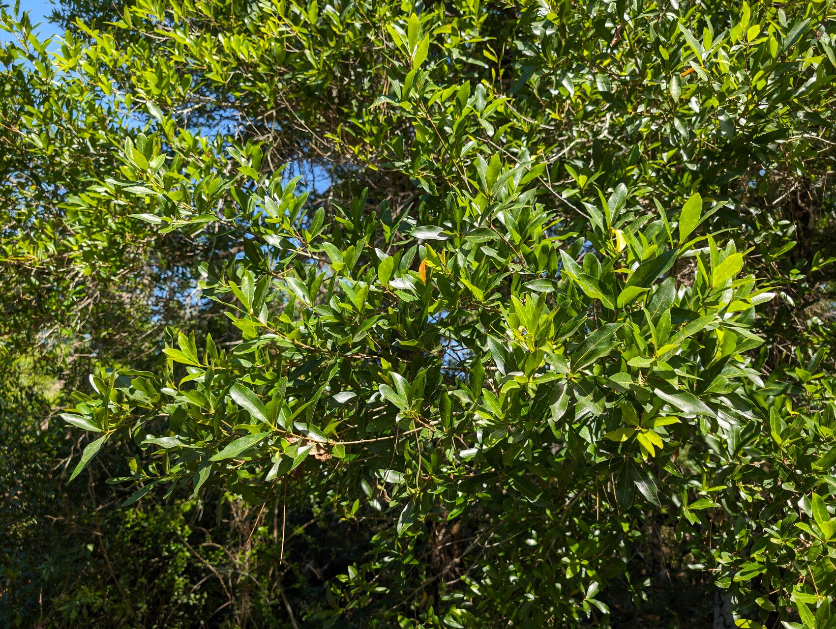 Quercus laurifolia (swamp laurel oak) (alternate view 14)
