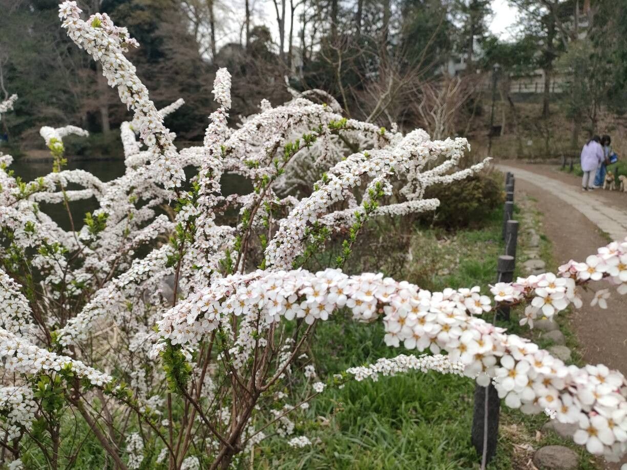 Spiraea thunbergii (Thunberg spirea) (alternate view 9)