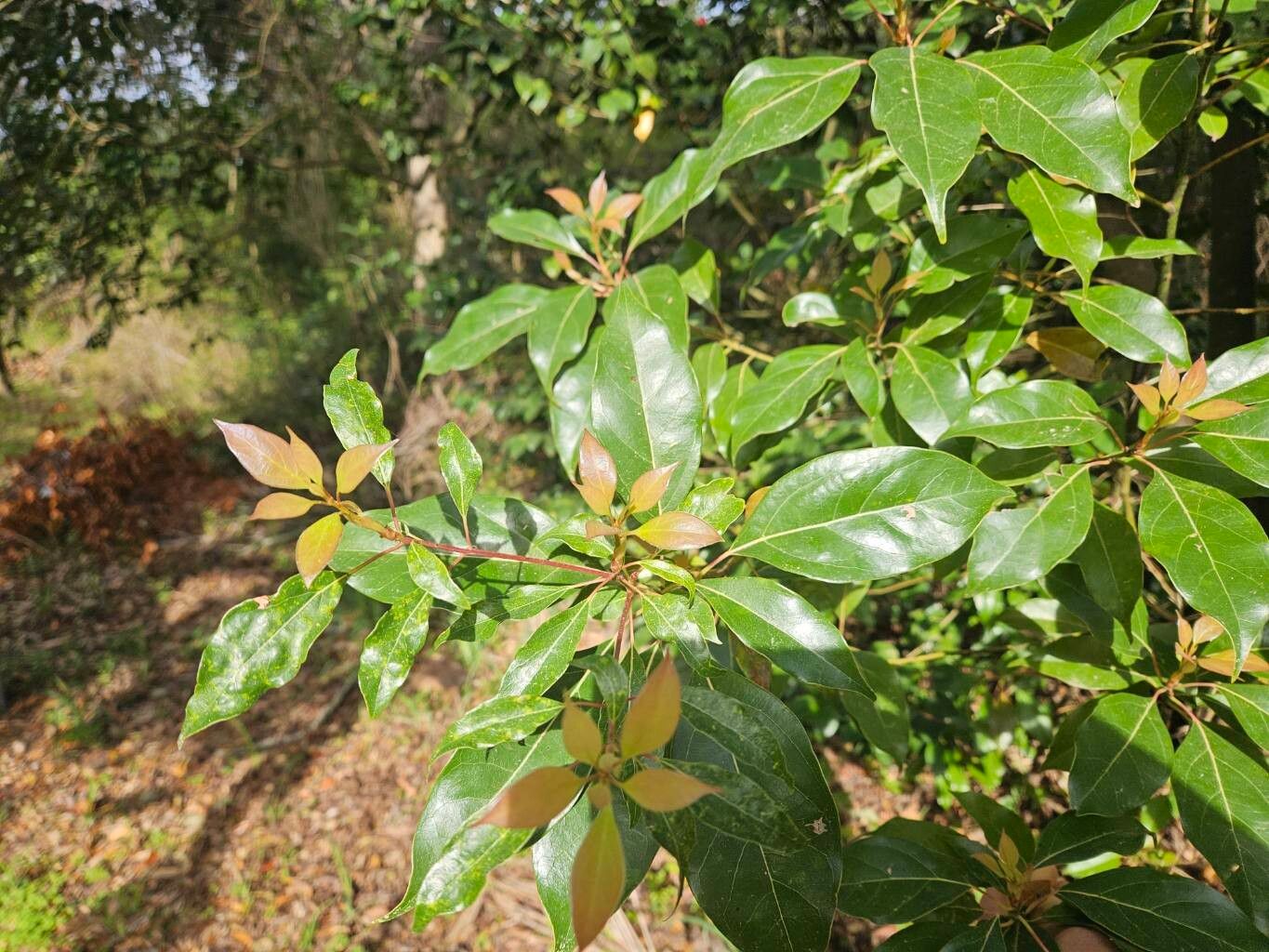 Cinnamomum camphora, Camphor tree — spreading evergreen (Lauraceae) (image 2 of 9)