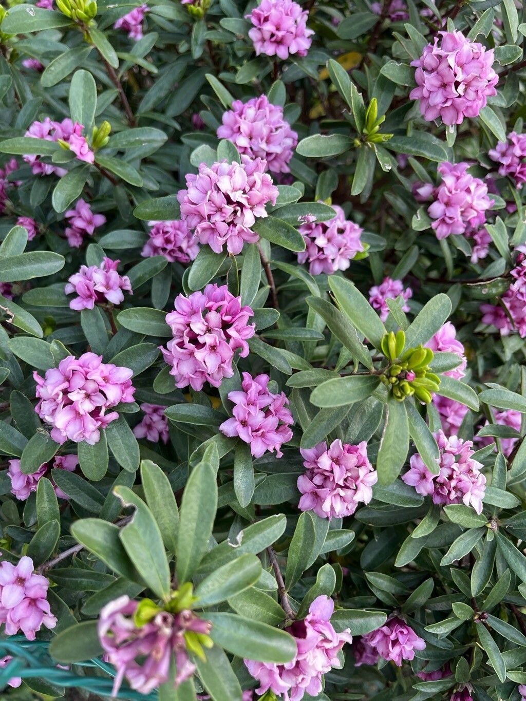 Daphne cneorum (Rose Daphne) (alternate view 10)
