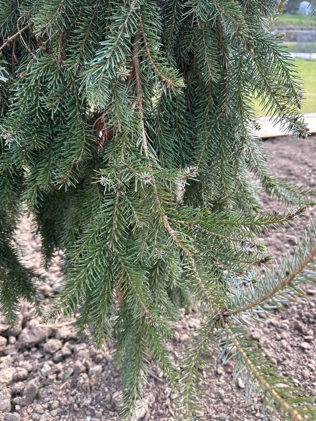 Picea omorika (Serbian Spruce) (alternate view 4)