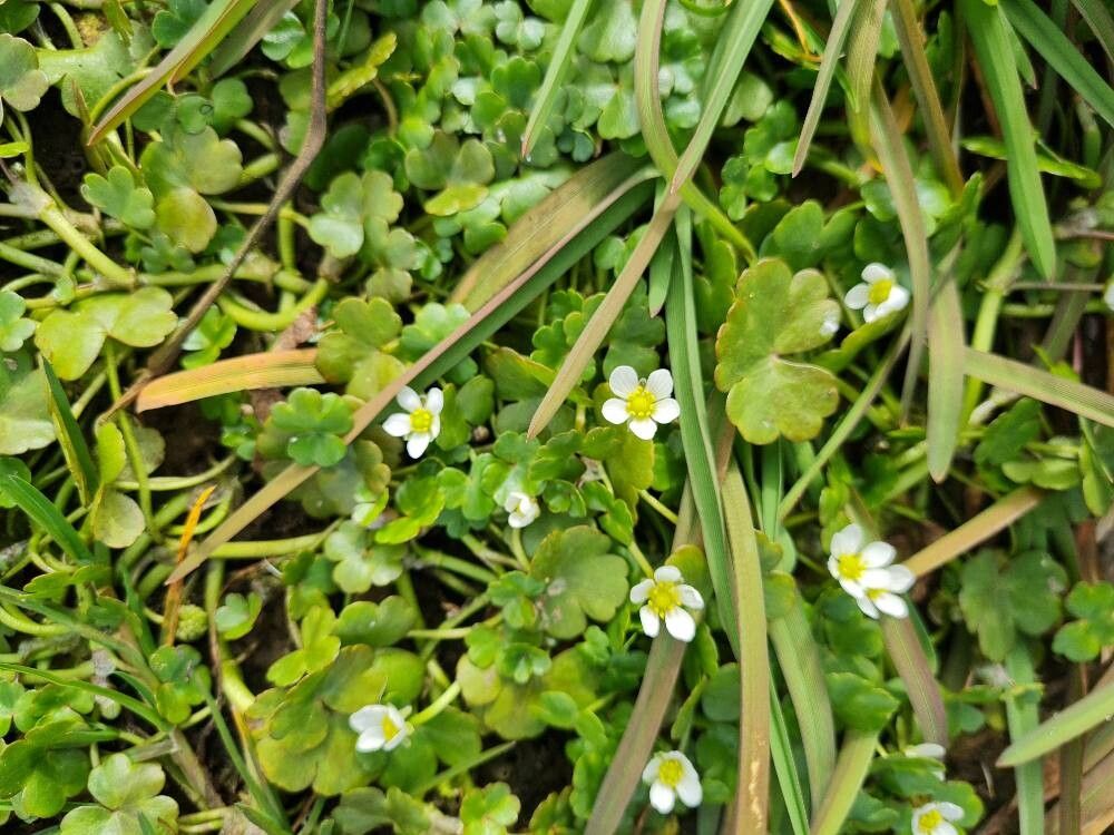 Ranunculus omiophyllus (Round-leaved Crowfoot) (alternate view 13)