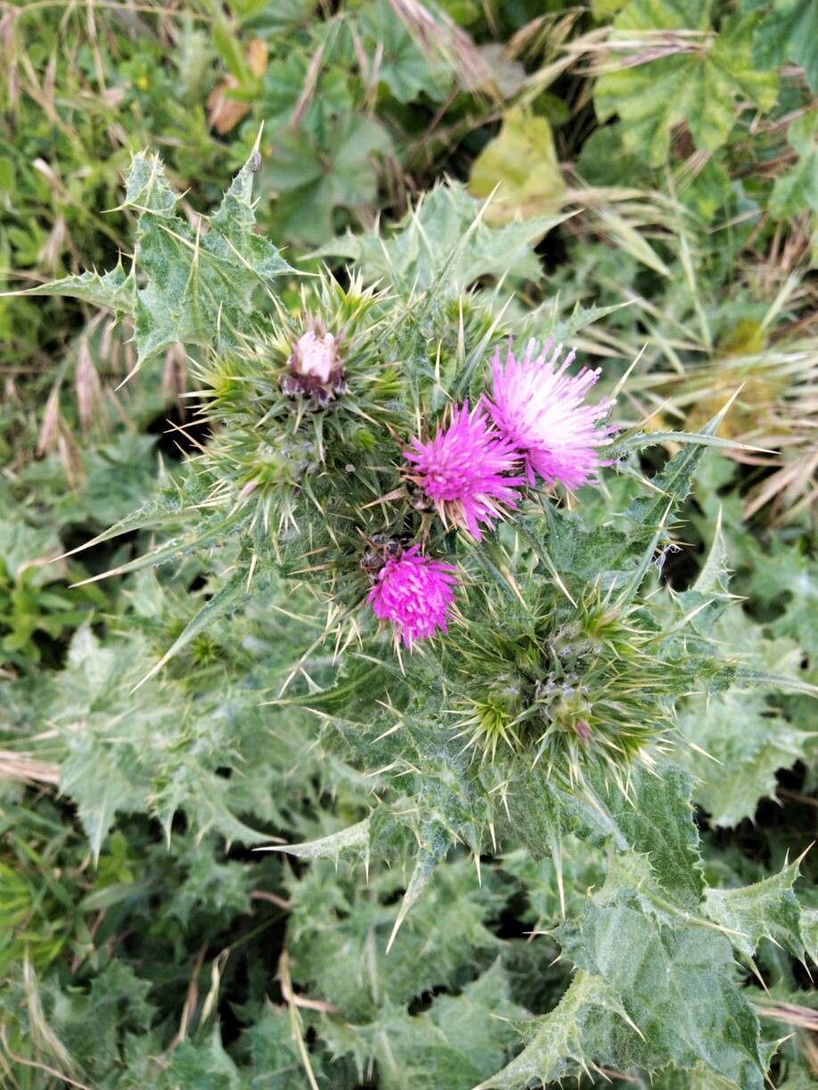 Carduus tenuiflorus (slenderflower thistle) (alternate view 10)
