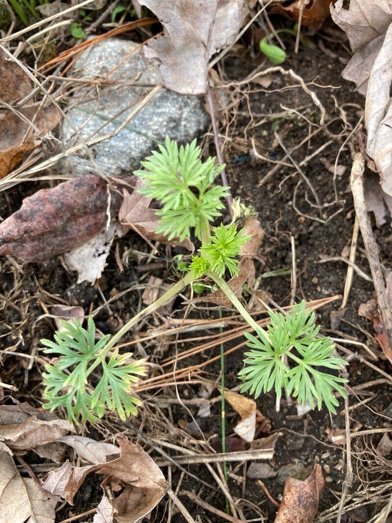 Delphinium ajacis (doubtful knight's-spur) (alternate view 14)