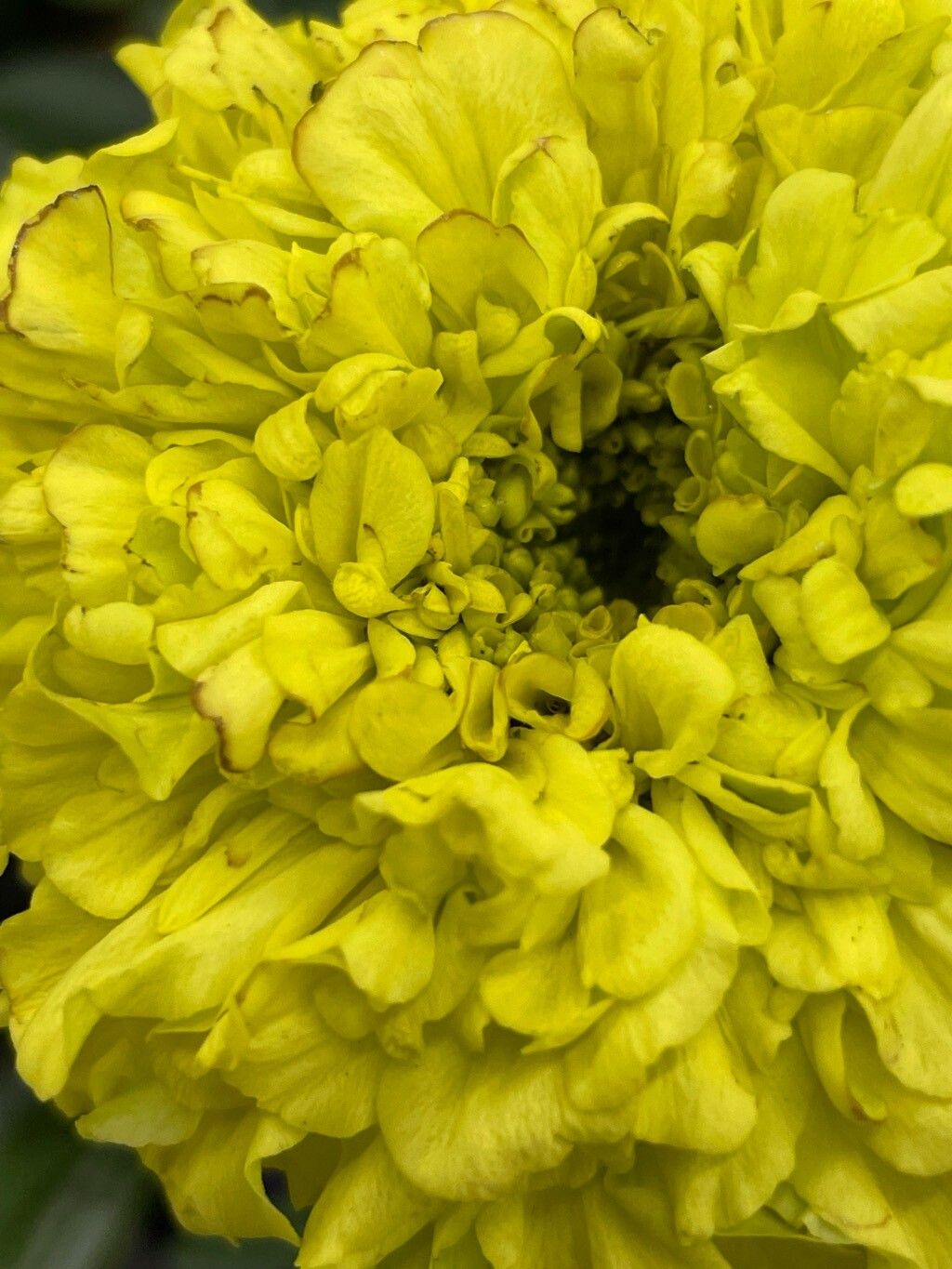 Tagetes erecta (Mexican Marigold) (alternate view 11)