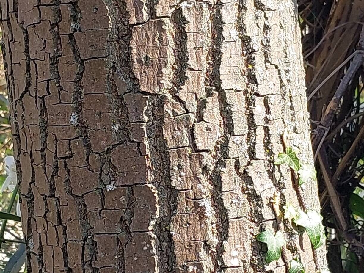 Diospyros lotus (Date Plum) (alternate view 9)