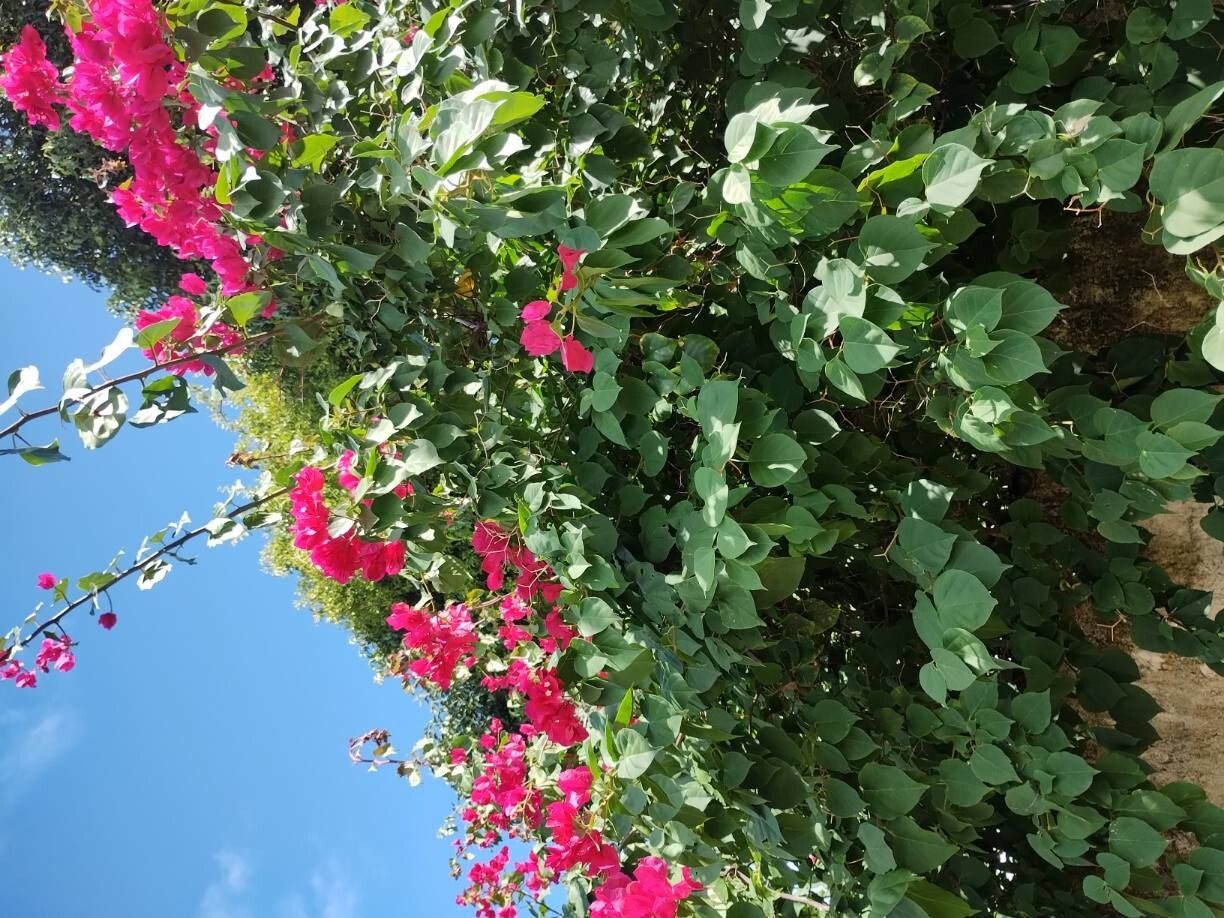 Bougainvillea spectabilis (Bougainvillea) (alternate view 11)