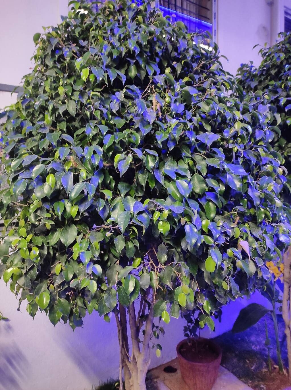 Ficus benjamina (Ficus Benjamina) (alternate view 4)