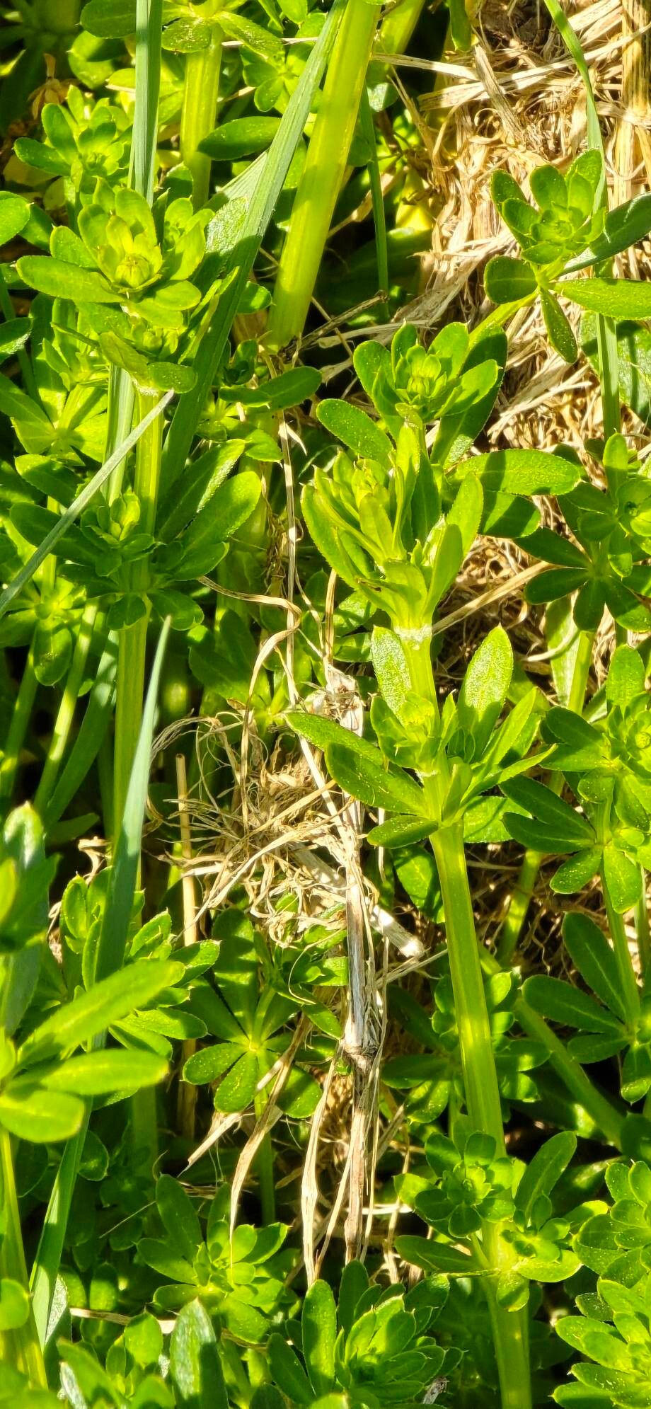 Galium album (white bedstraw) (alternate view 12)