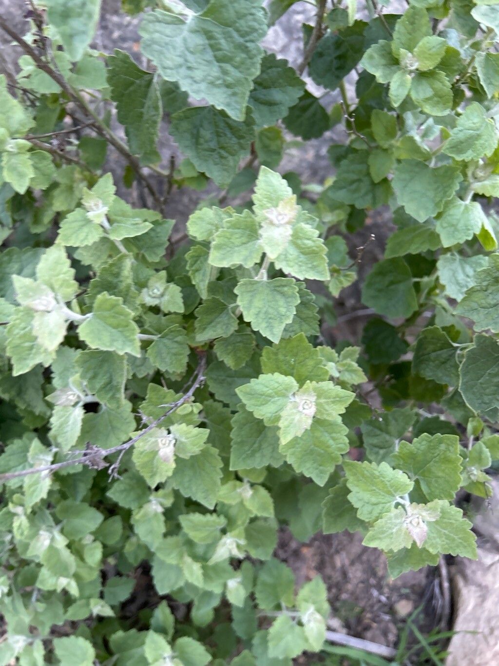 Brickellia californica (California Brickellbush) (alternate view 11)