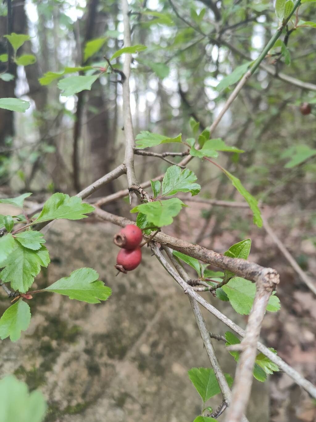 Crataegus laevigata (English Hawthorn) (alternate view 15)
