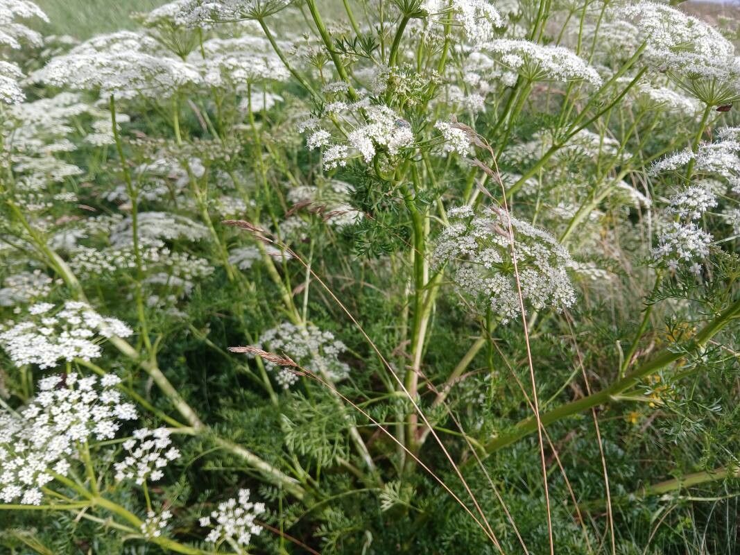 Ligusticum lucidum