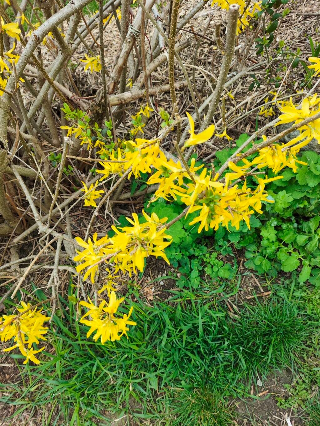 Forsythia (Forsythias) (alternate view 3)