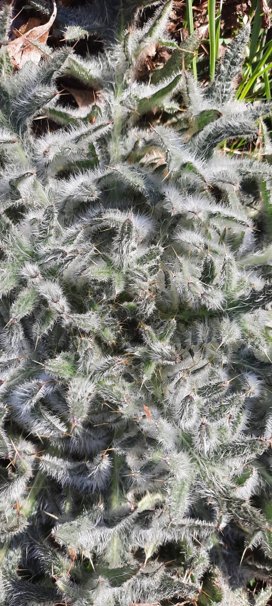 Lophiolepis eriophora (Woolly Thistle) (alternate view 11)