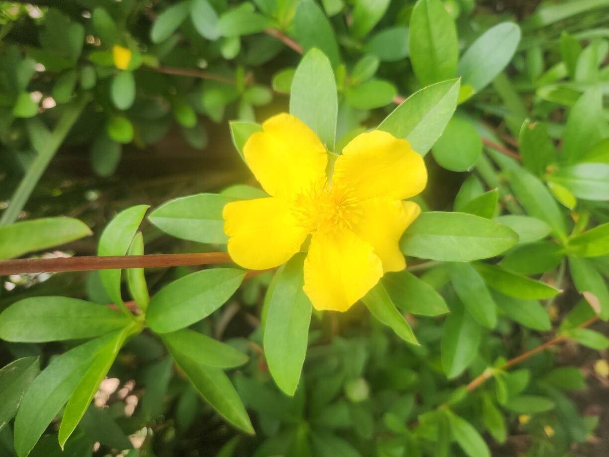 Hibbertia scandens (Climbing Guinea flower) (alternate view 13)