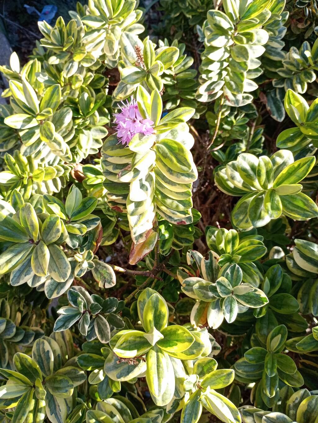 Veronica × franciscana (Hedge Veronica) (alternate view 3)