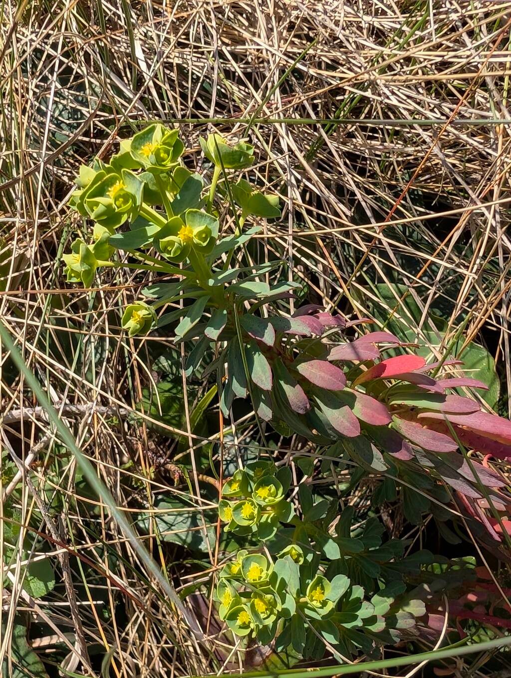 Euphorbia portlandica (Portland Spurge) (alternate view 11)
