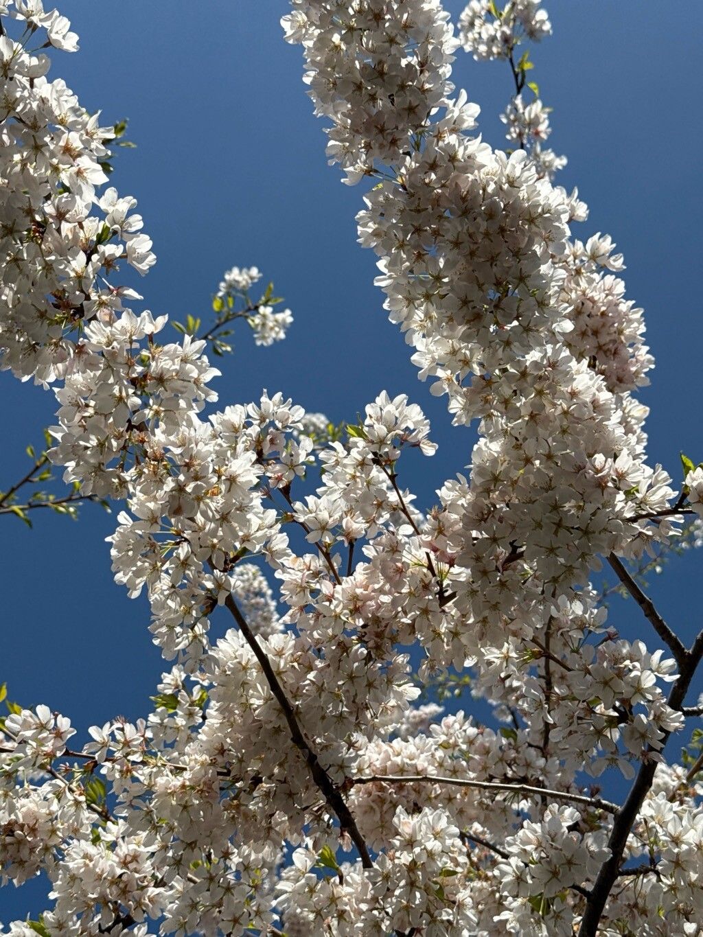 Prunus × yedoensis (Yoshino flowering cherry) (alternate view 12)
