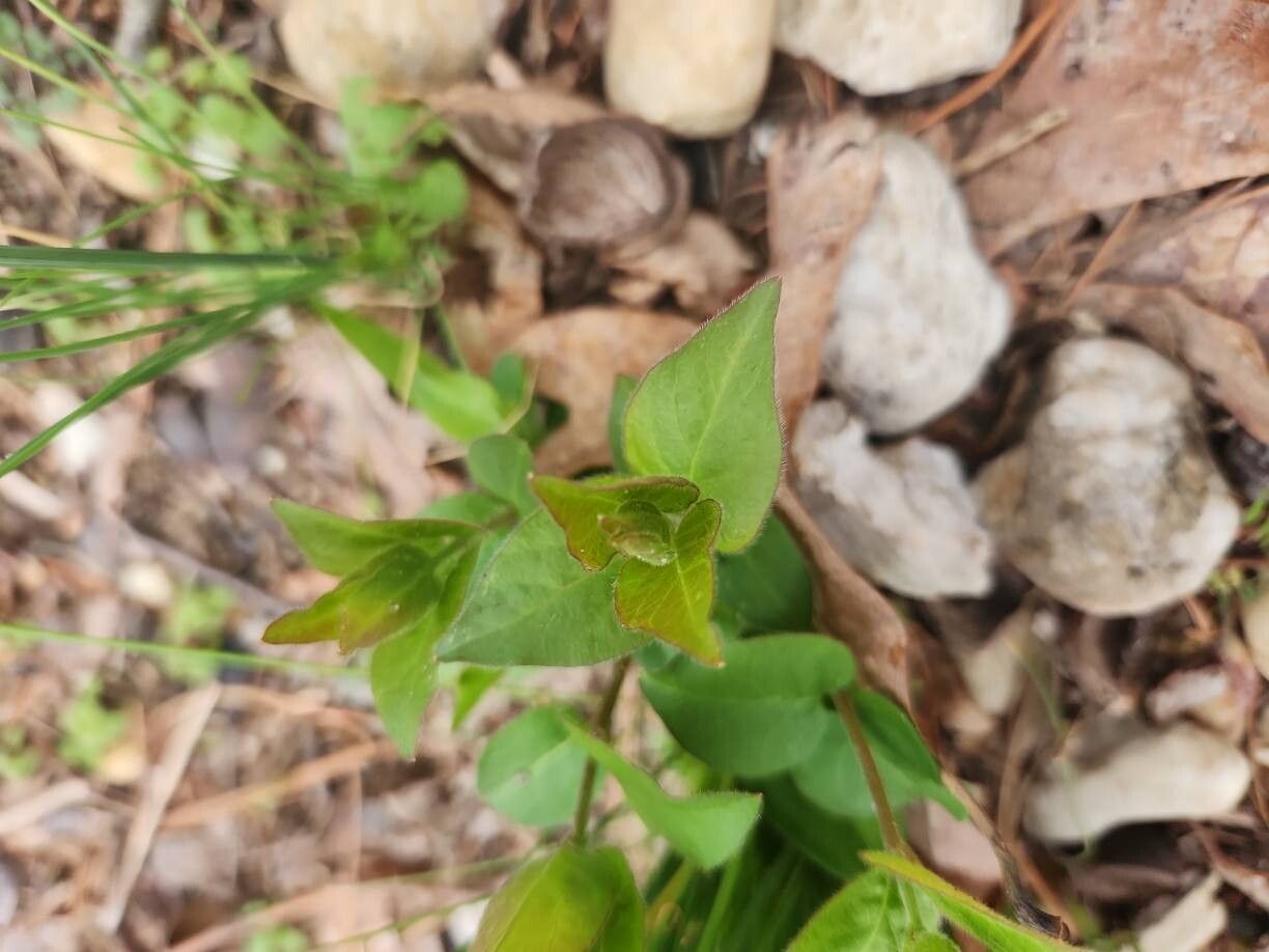 Diervilla lonicera (northern bush honeysuckle) (alternate view 11)