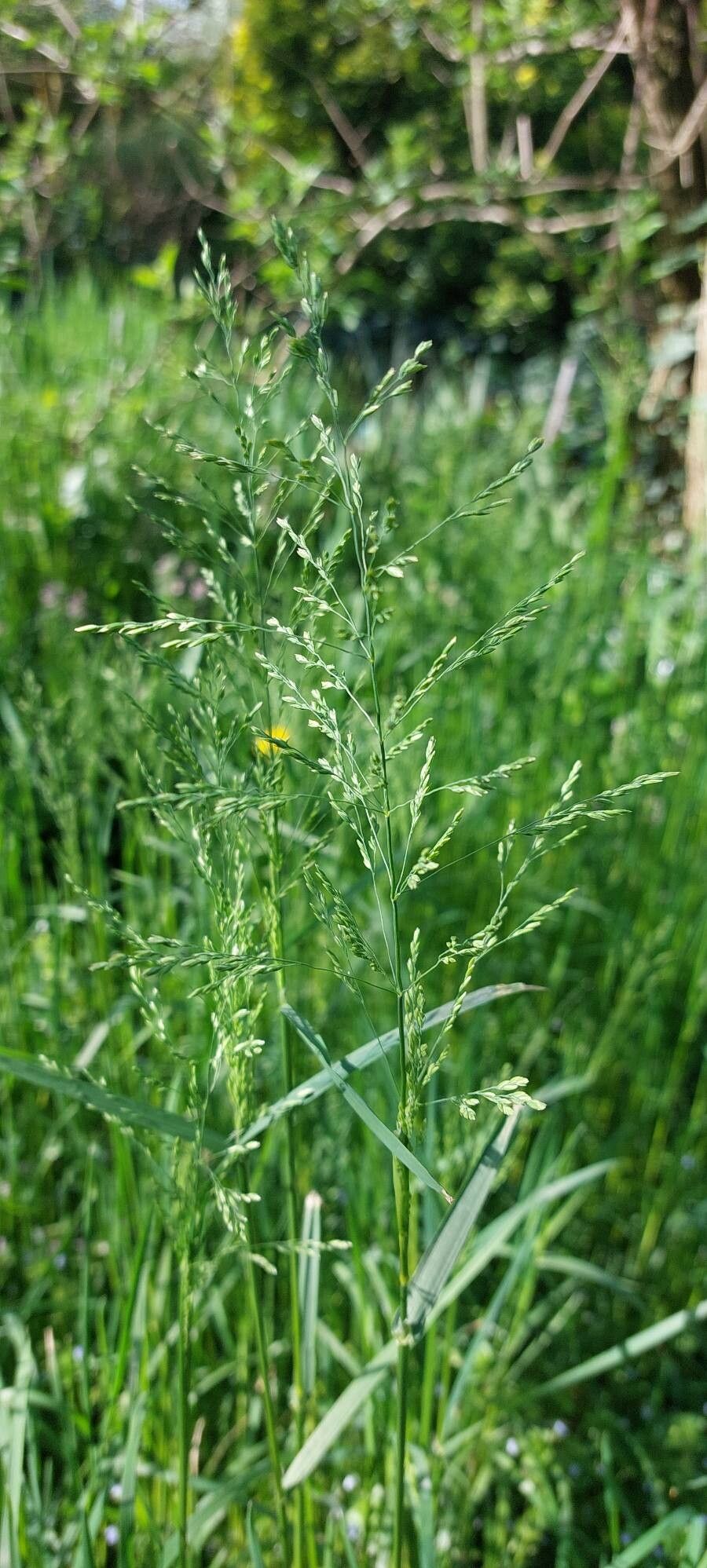 Poa trivialis (Rough Meadow-grass) (alternate view 11)