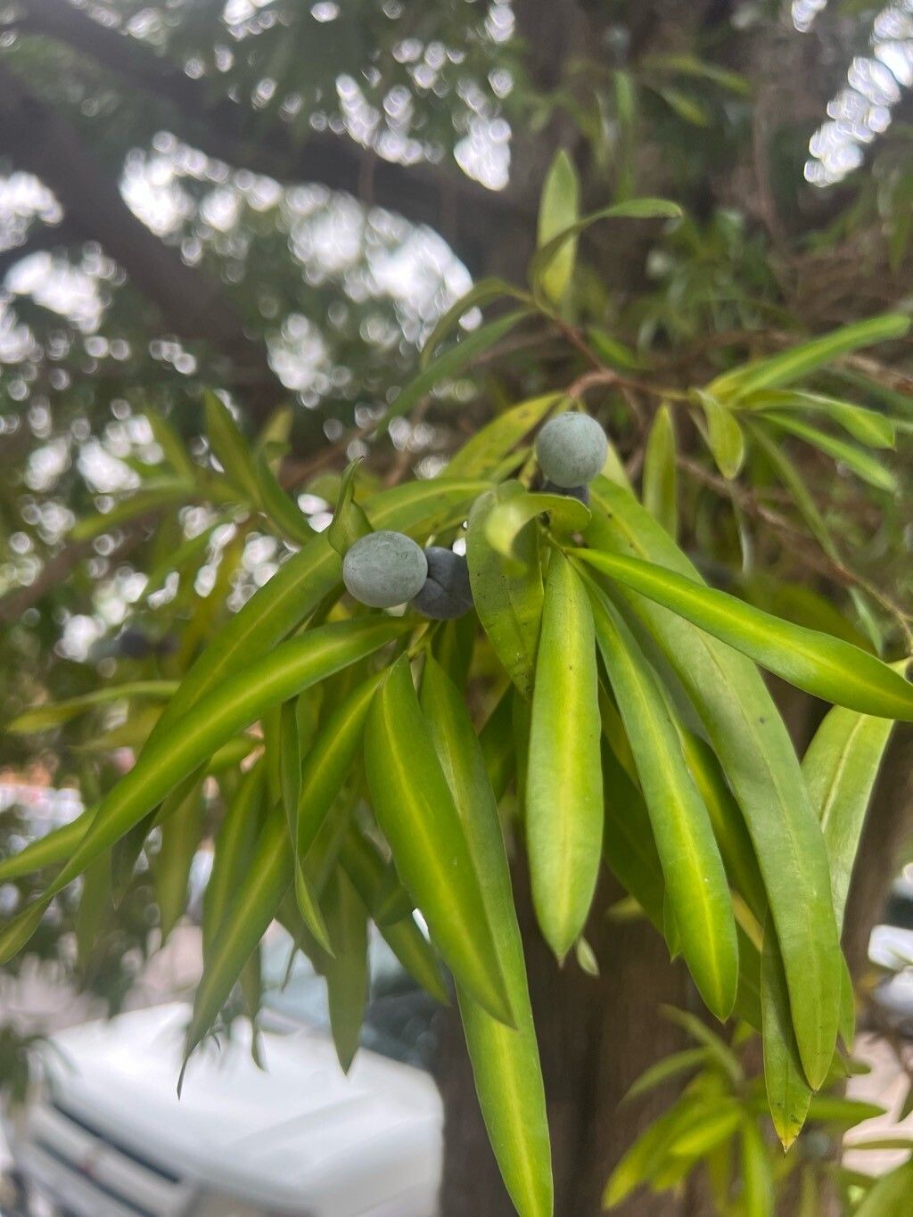 Podocarpus elatus (Plum Pine) (alternate view 12)