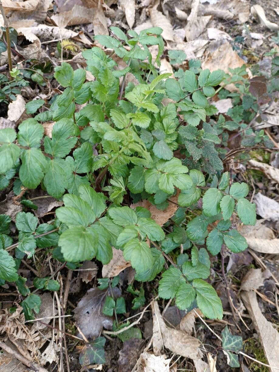 Sison amomum (stone parsley) (alternate view 14)