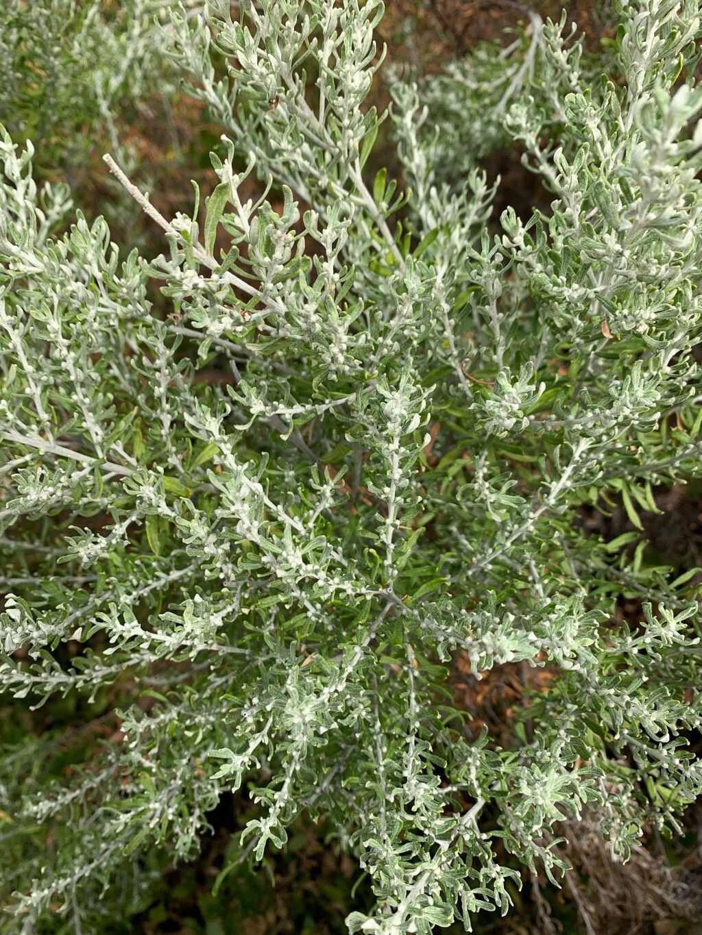 Olearia axillaris (Coastal Daisy-Bush) (alternate view 11)