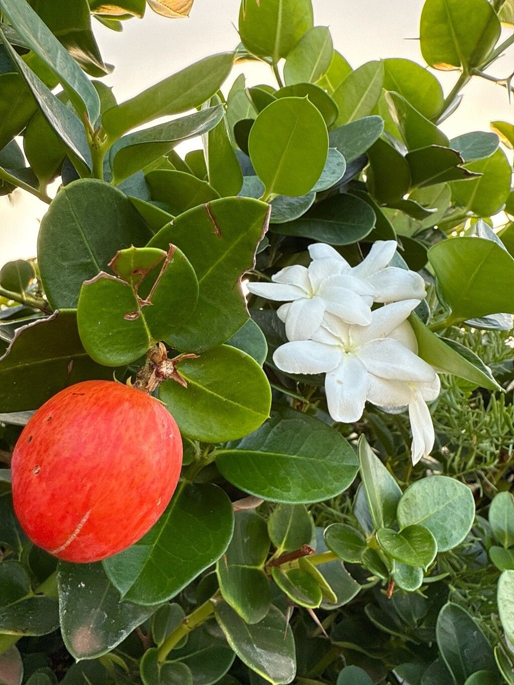 Carissa macrocarpa (Natal Plum) (alternate view 13)
