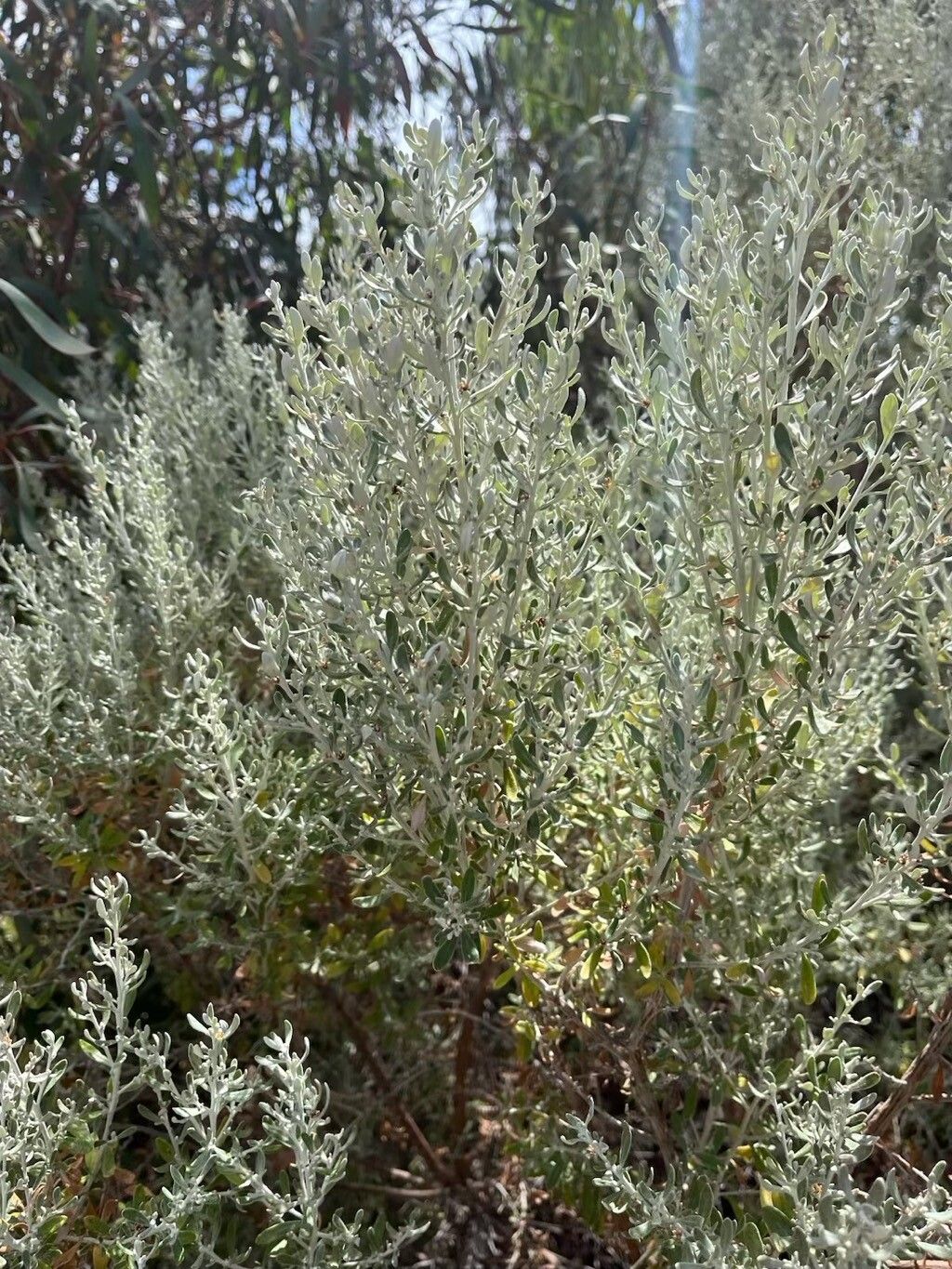 Olearia axillaris (Coastal Daisy-Bush) (alternate view 12)