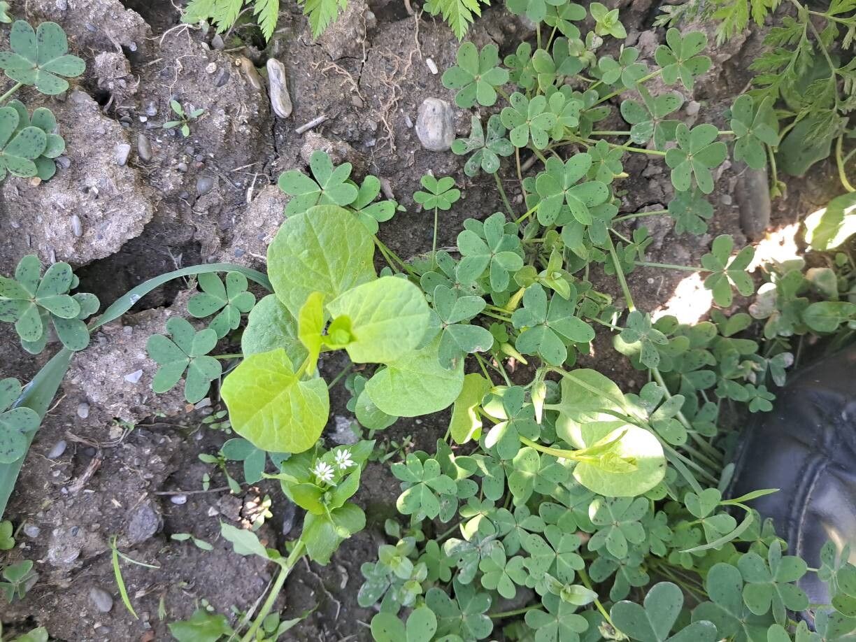 Fallopia convolvulus (Black-bindweed) (alternate view 13)