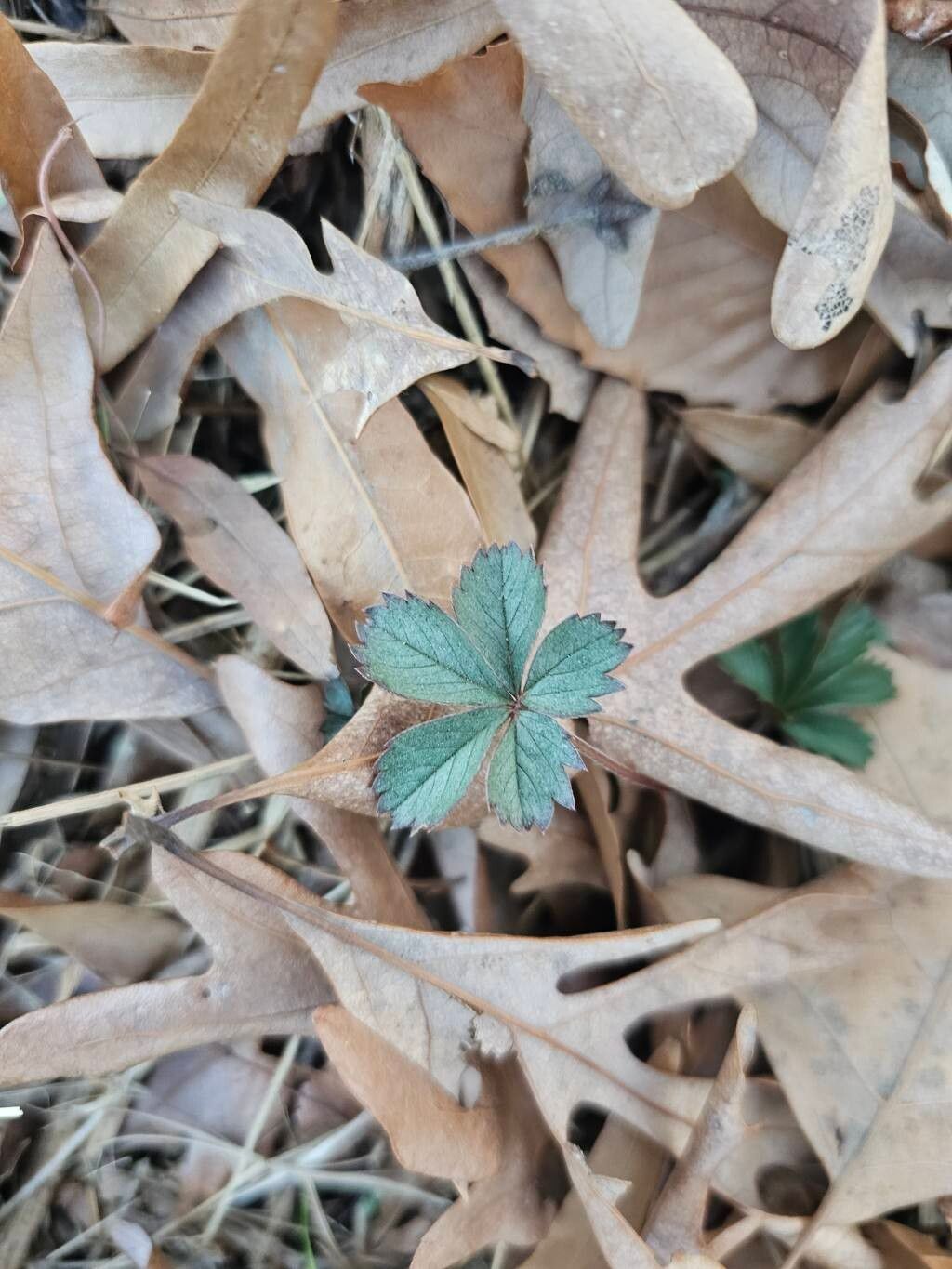 Potentilla simplex (common cinquefoil) (alternate view 11)