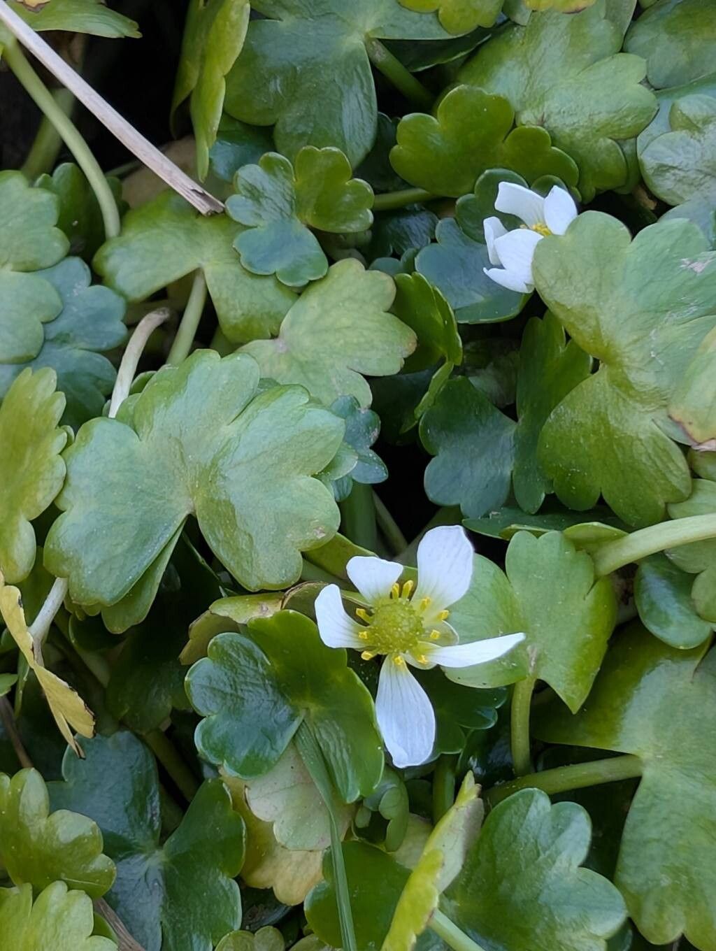 Ranunculus omiophyllus (Round-leaved Crowfoot) (alternate view 11)