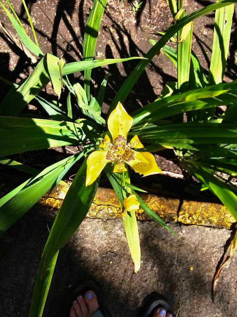 Trimezia (Walking Irises)