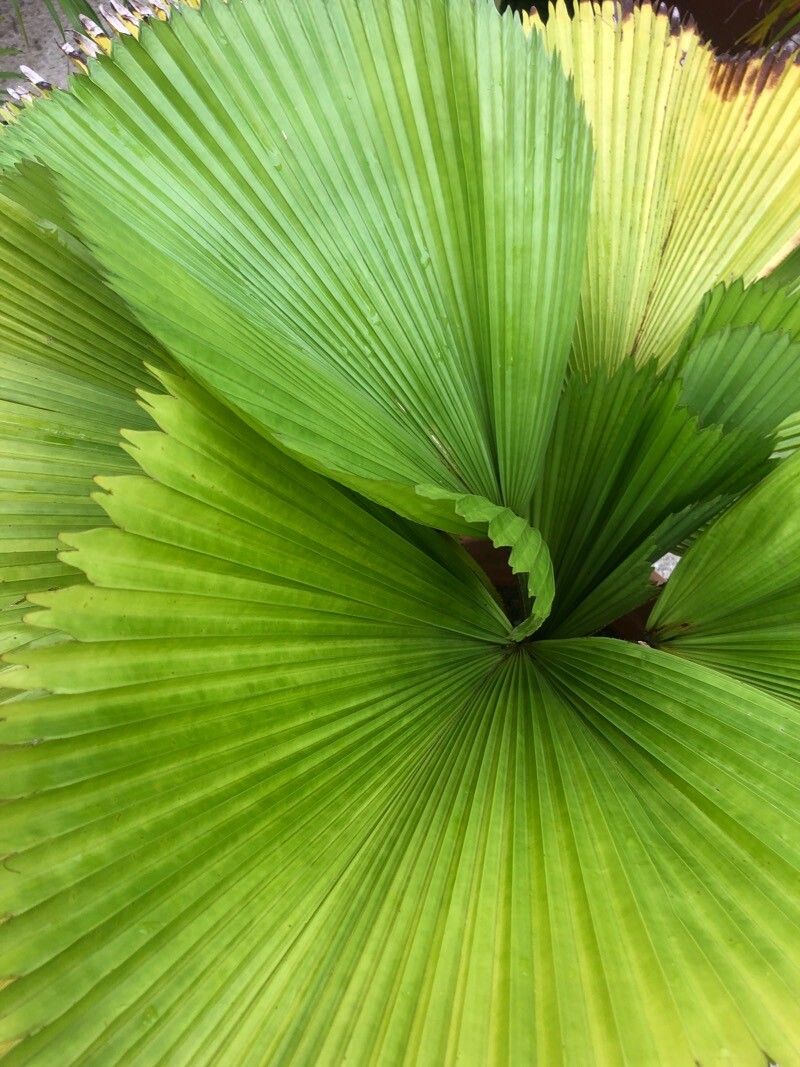 Licuala grandis (Ruffled Fan Palm) (alternate view 10)