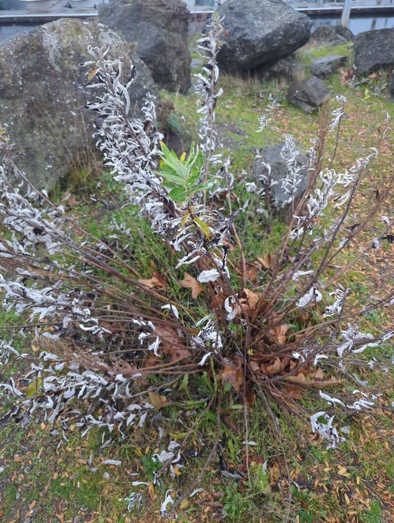 Artemisia suksdorfii (Coastal Mugwort) (alternate view 3)