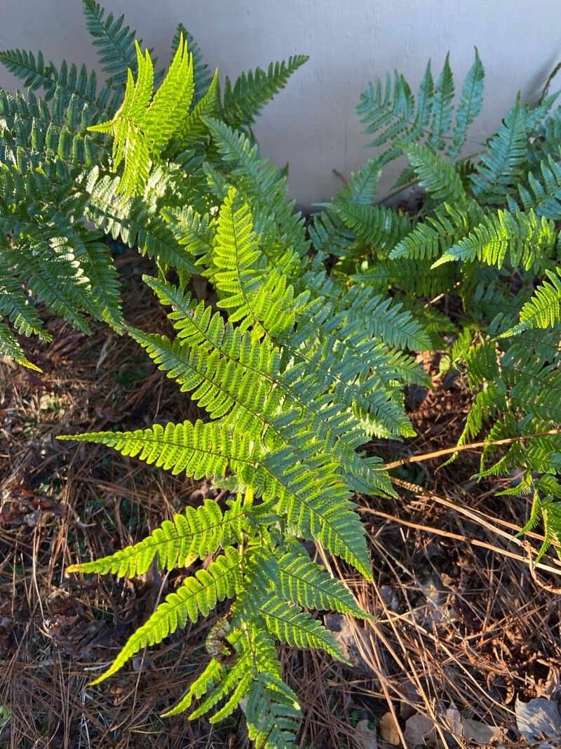 Dryopteris erythrosora (autumn fern) (alternate view 2)