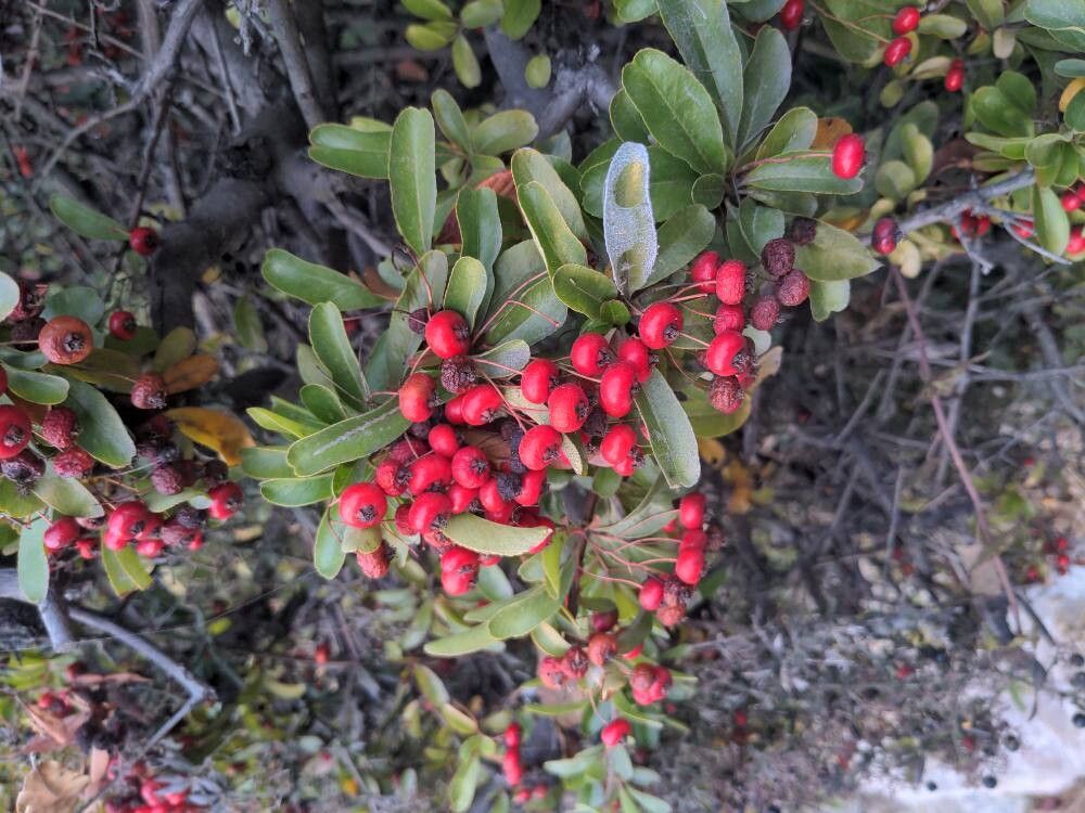 Pyracantha coccinea (Scarlet Firethorn) (alternate view 5)