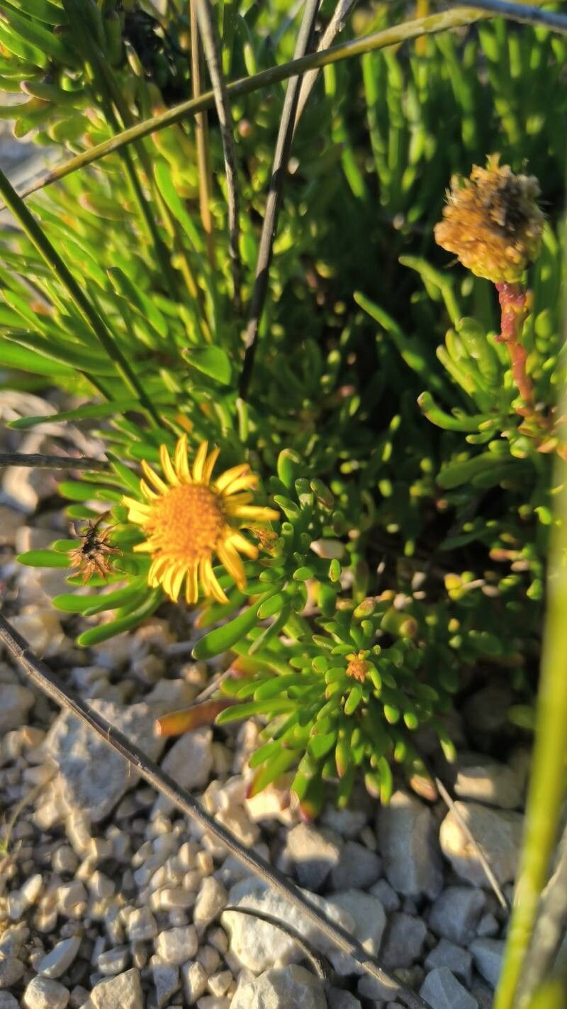 Limbarda crithmoides (Golden Samphire) (alternate view 14)