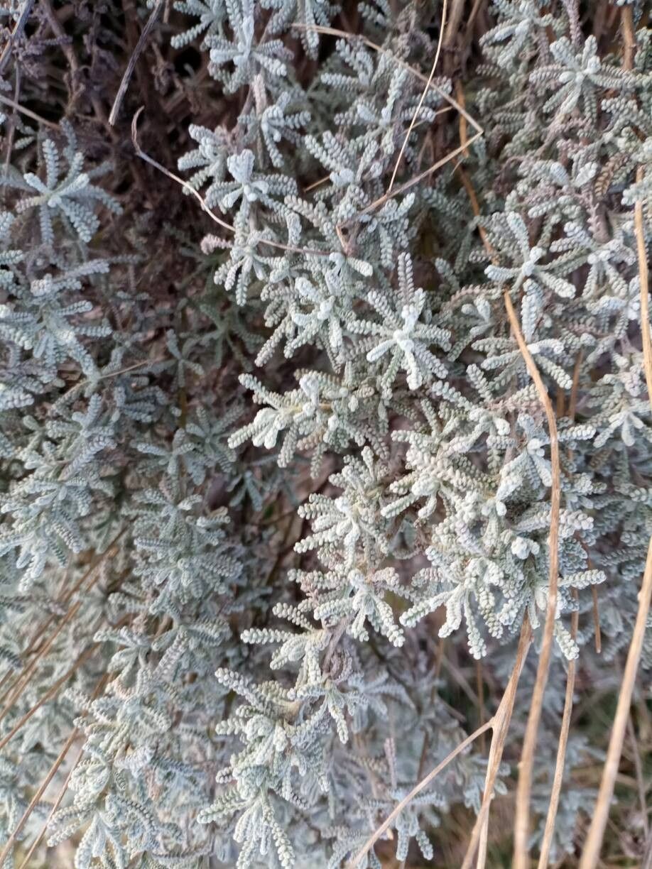Santolina (Lavender-cottons) (alternate view 3)