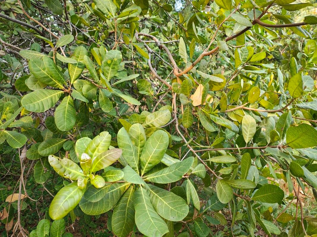 Anacardium occidentale (Cashew) (alternate view 3)