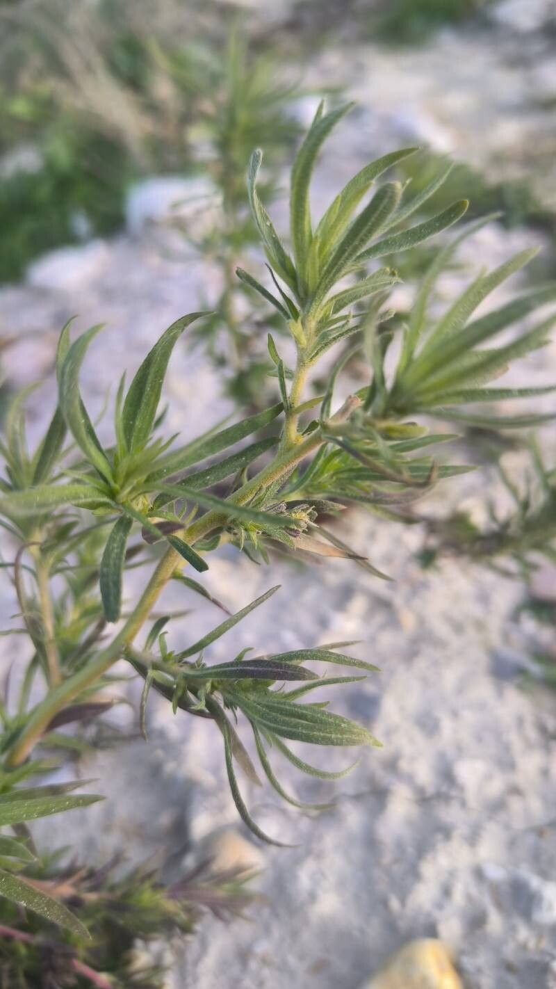 Bassia scoparia (summer-cypress) (alternate view 10)