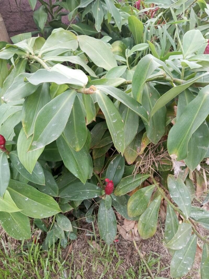 Costus (spiral gingers) (alternate view 3)