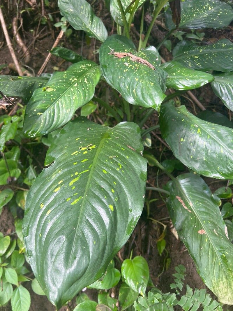 Dieffenbachia (mother-in-law's-tongues)
