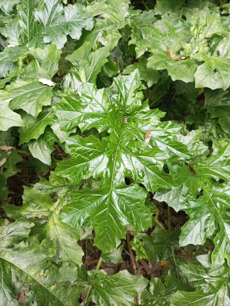 Acanthus spinosus (Spiny Bear's Breeches) (alternate view 12)