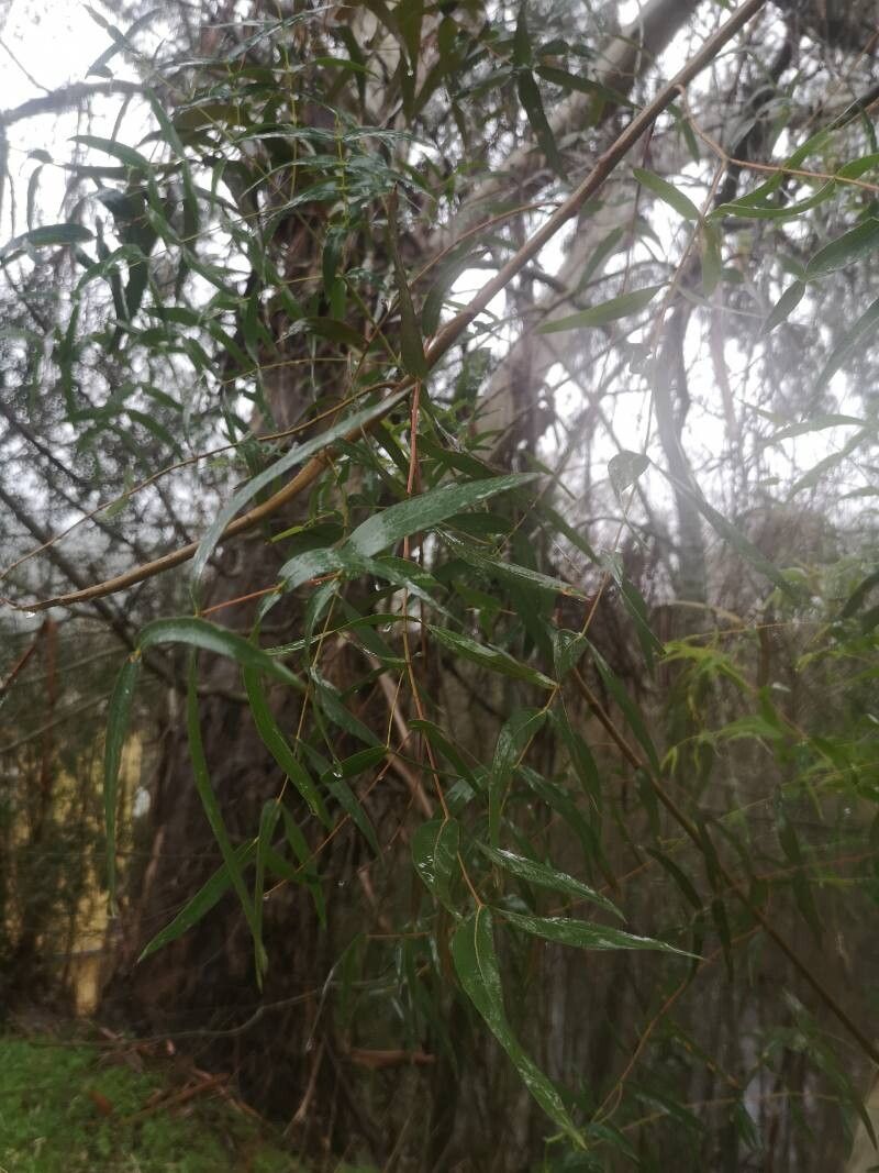 Eucalyptus viminalis (manna gum) (alternate view 6)