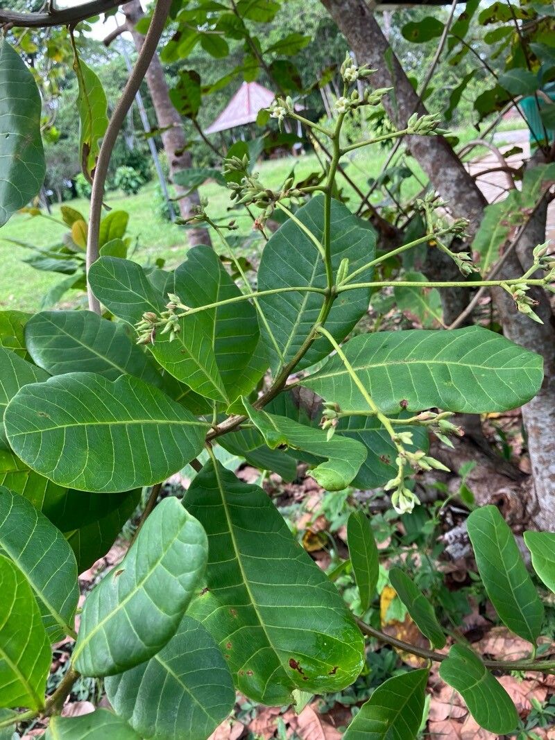 Anacardium occidentale (Cashew) (alternate view 5)